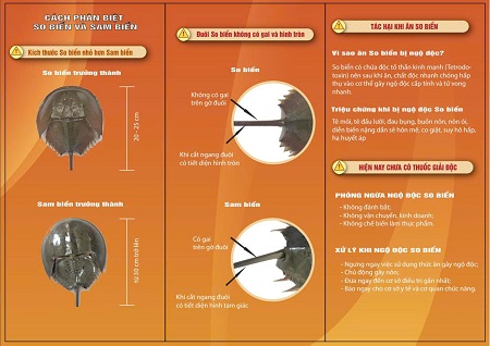 SO BIỂN – HIỂM HỌA NGỘ ĐỘC CHẾT NGƯỜI CẦN CẢNH GIÁC